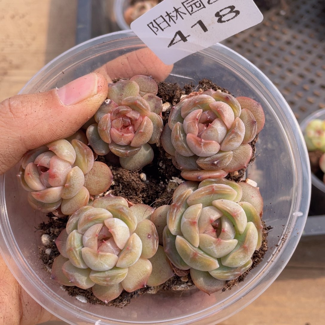 多肉植物多肉植物418