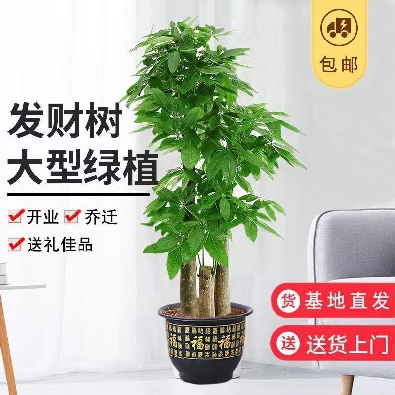 步步高发财树室内绿植好养大盆绿植办公室发财树客厅乔迁开业