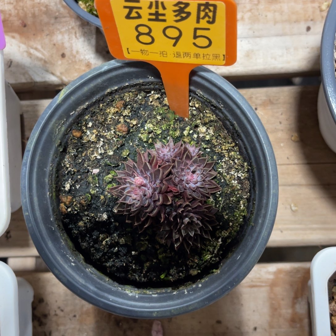 羚***主云尘多肉一物一拍895