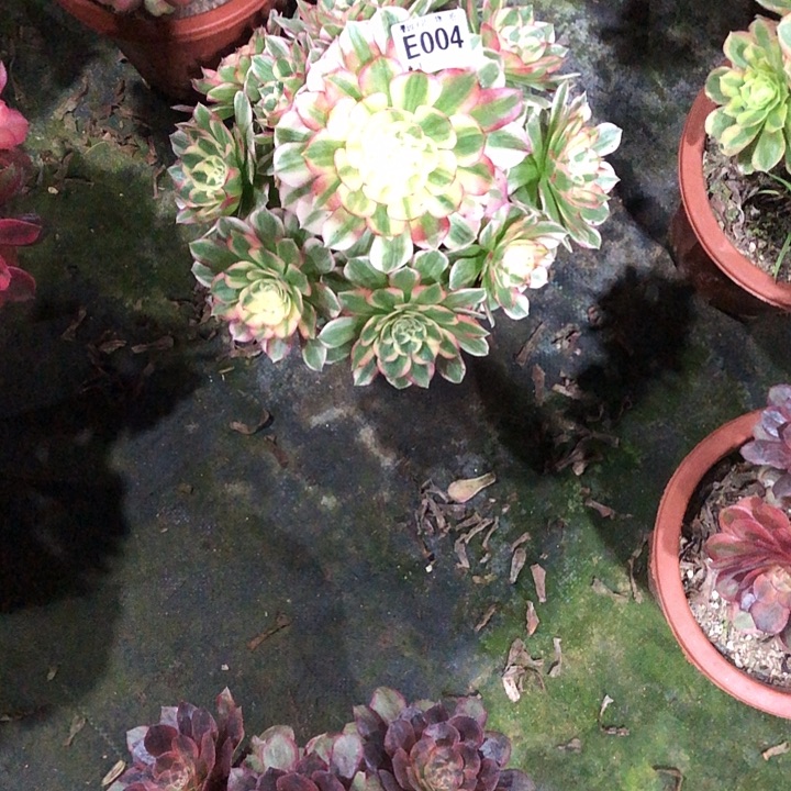 海鲜多肉004000000000