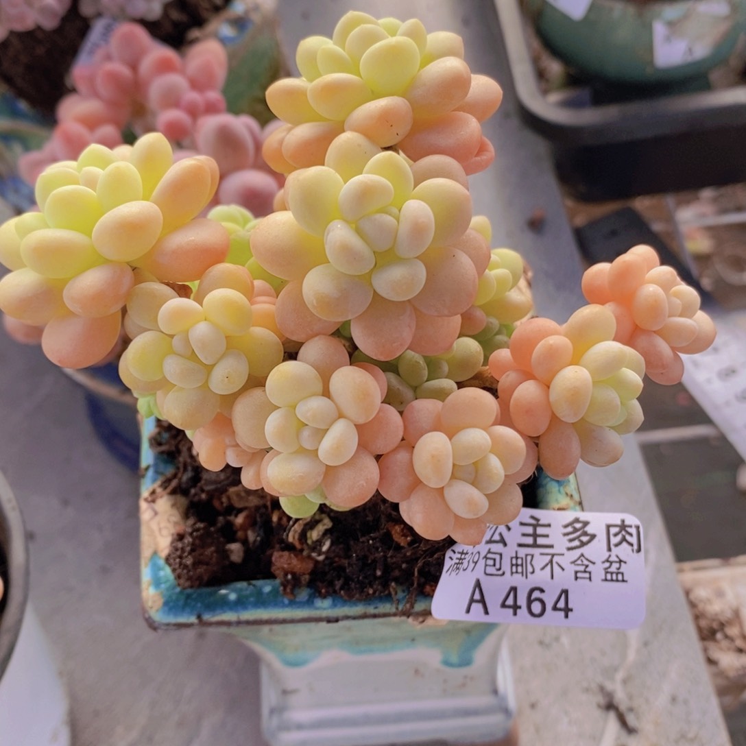 洛可可8cm464多肉植物