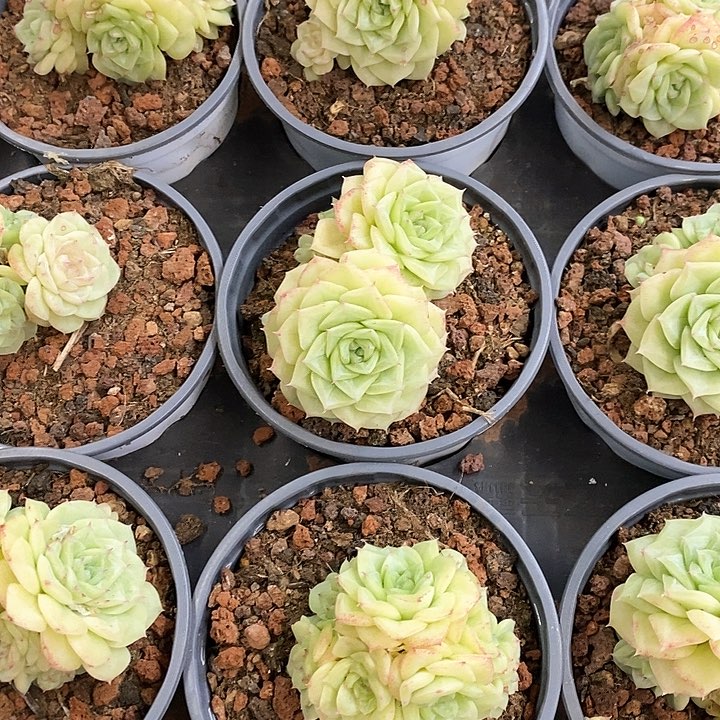 117。白天鹅麦杆。群生。