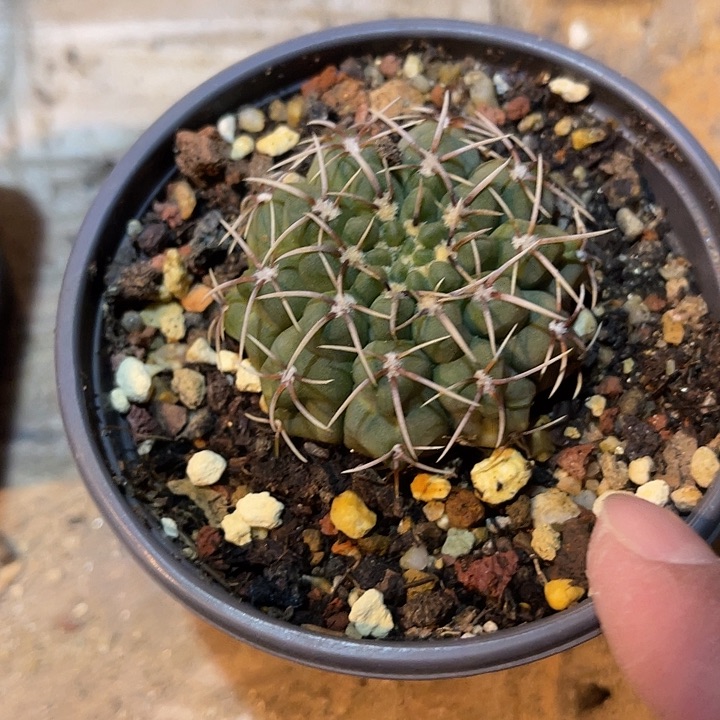 满38包邮2天凑单，脱土晾根发货多肉植物