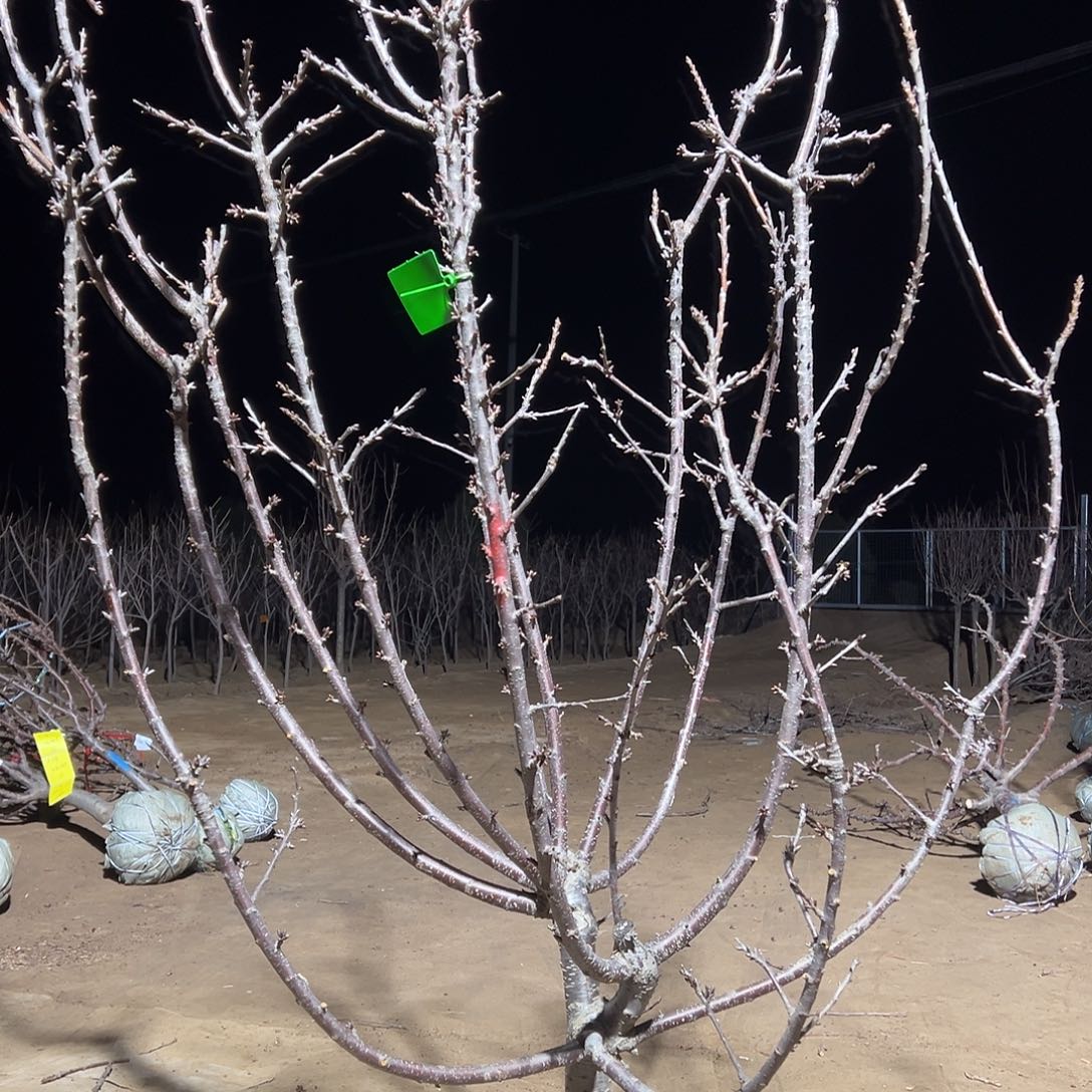 一***人完全开放车厘子树专拍链接