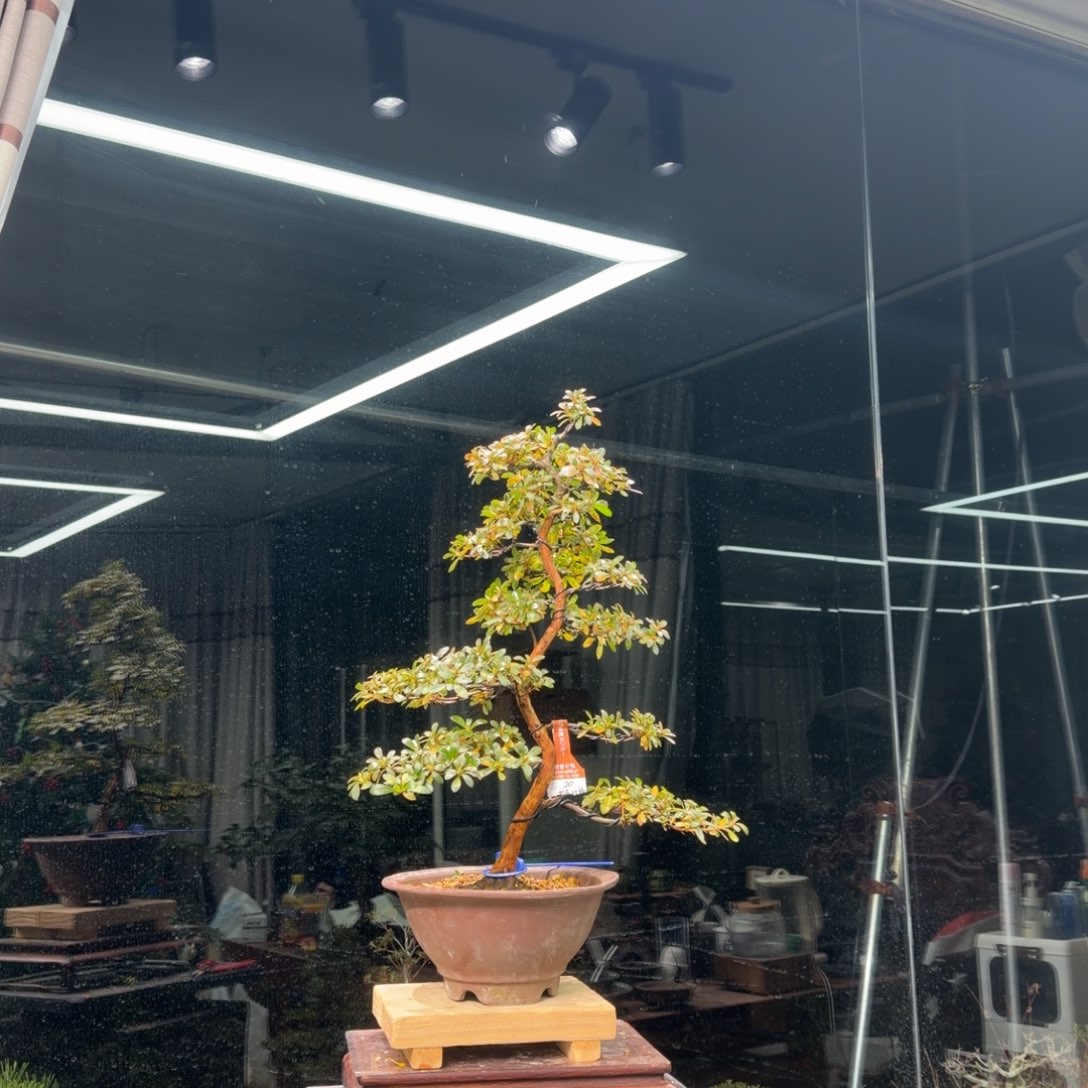 钱****无花朵花卉苗木花卉5639