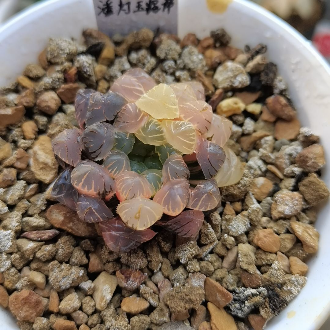 470号潘灯玉露锦一物一拍带盆土发货