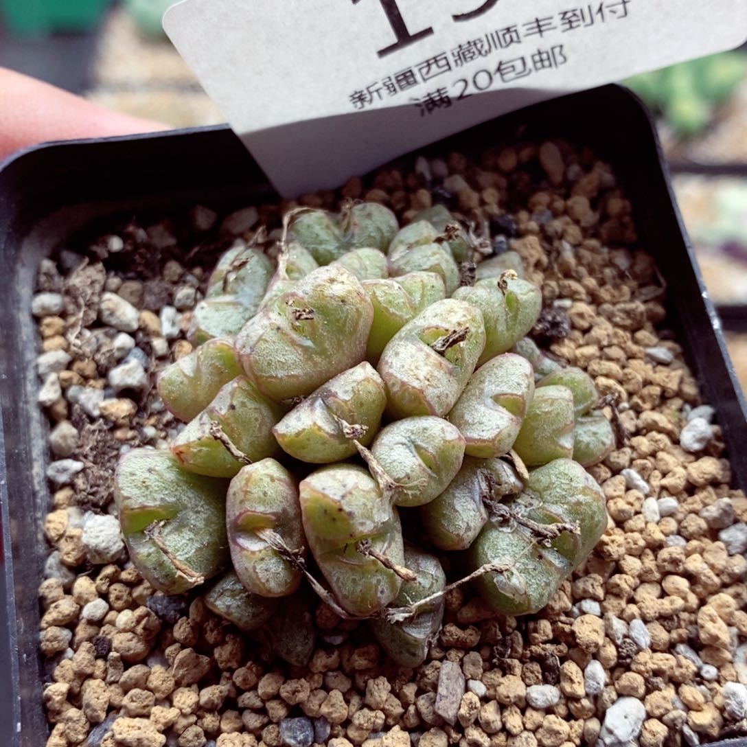 我的小姐姐们都是我的199