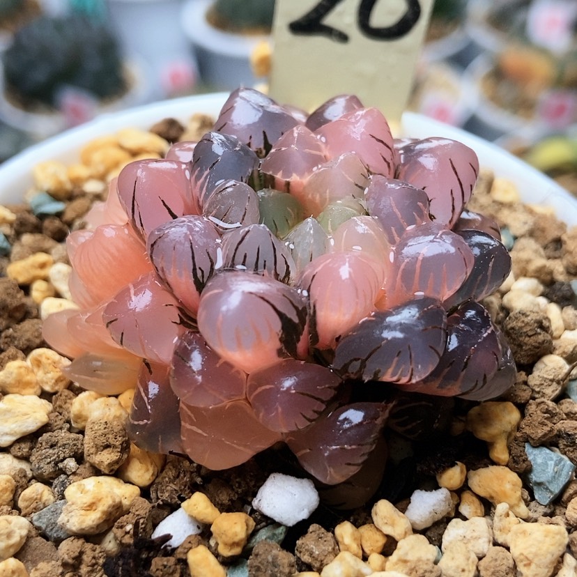 【闪购商品】容*冰灯锦20