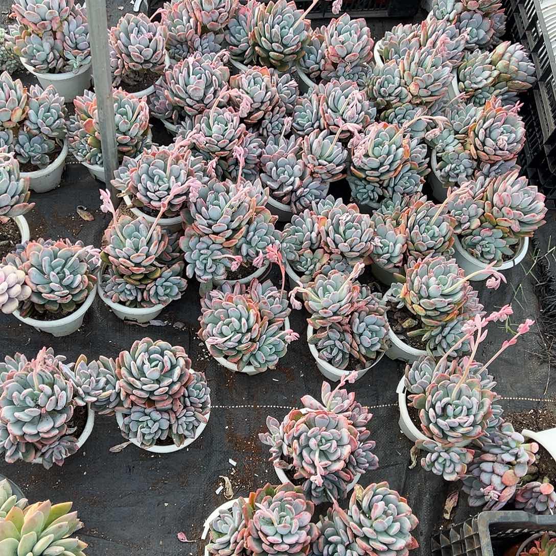 A***坊灰姑娘36颗。   一物一拍