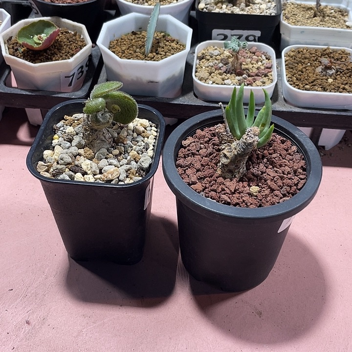 720产地白象➕薛辉圣塔