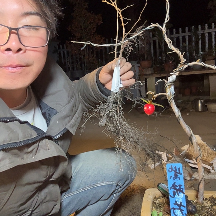 朱***胖无花朵盆景素材老鸦柿