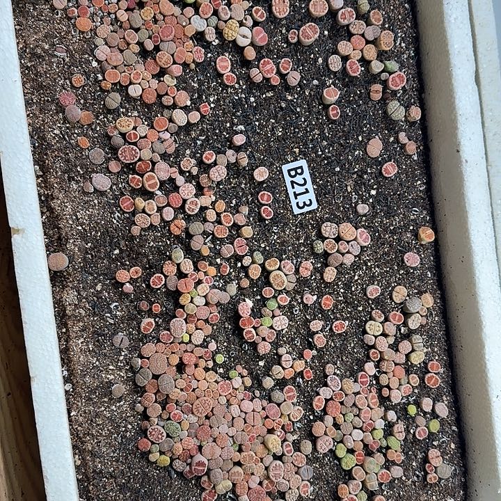 213生石花整框脱土发货不售后