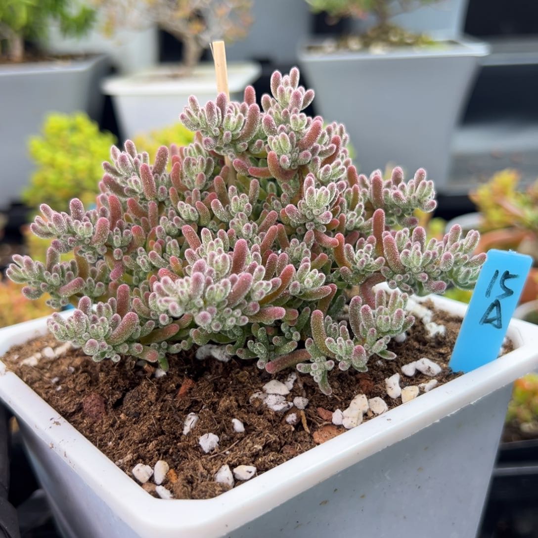 老桩冰紫15号12厘米盆