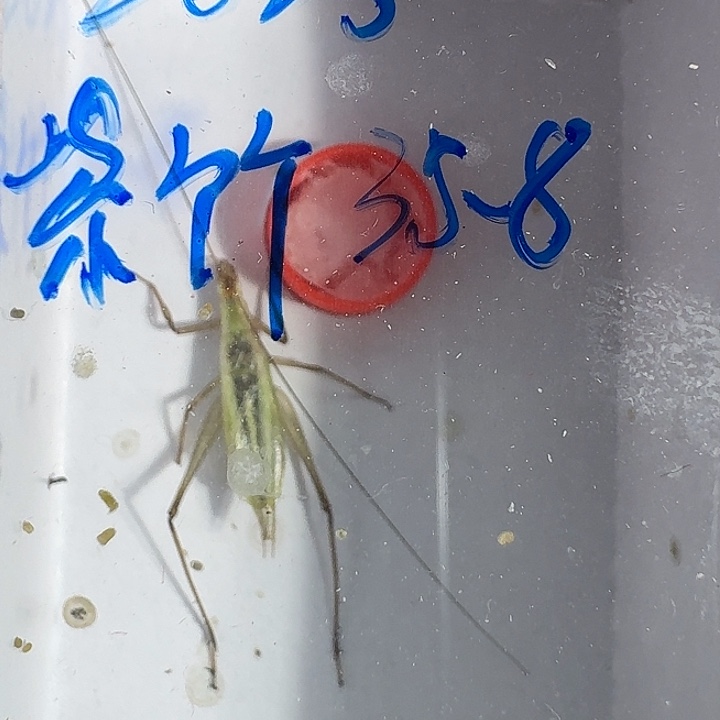 用***5蟋蟀111111111111111111