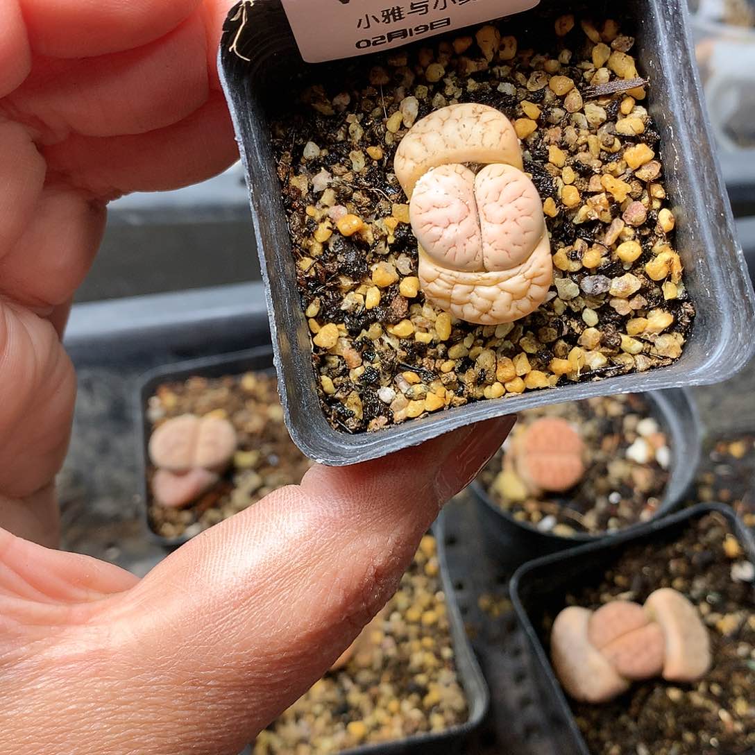 W862多肉植物保护研究所