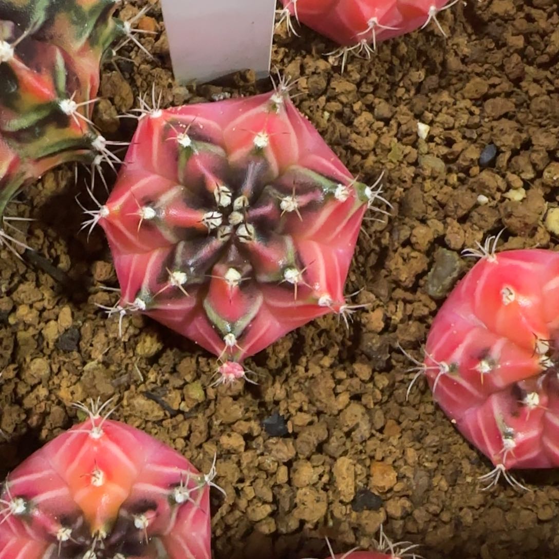 76-0114小可爱泰国发货多肉