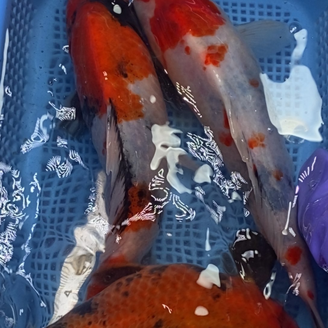 锦鲤冷水锦鲤包邮