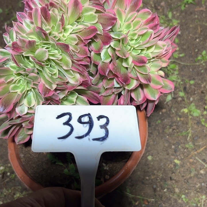 多肉植物粉女巫缀花