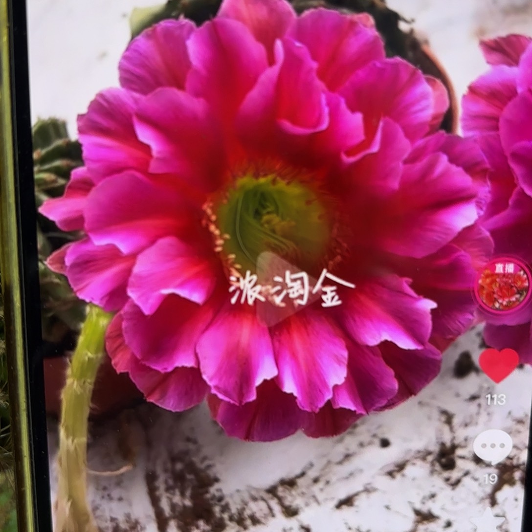 浓桃筋侧牙20包邮仙人球13