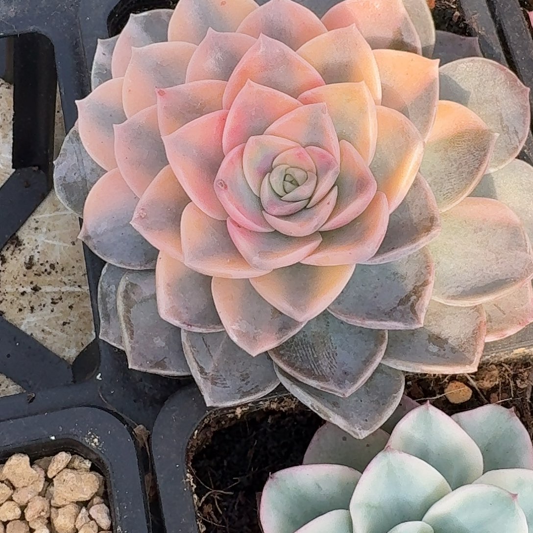 安娜玫瑰一物一拍