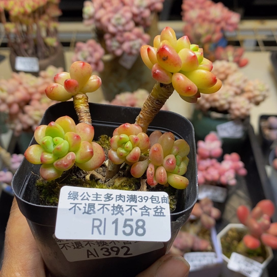 158香格里拉多肉有断枝