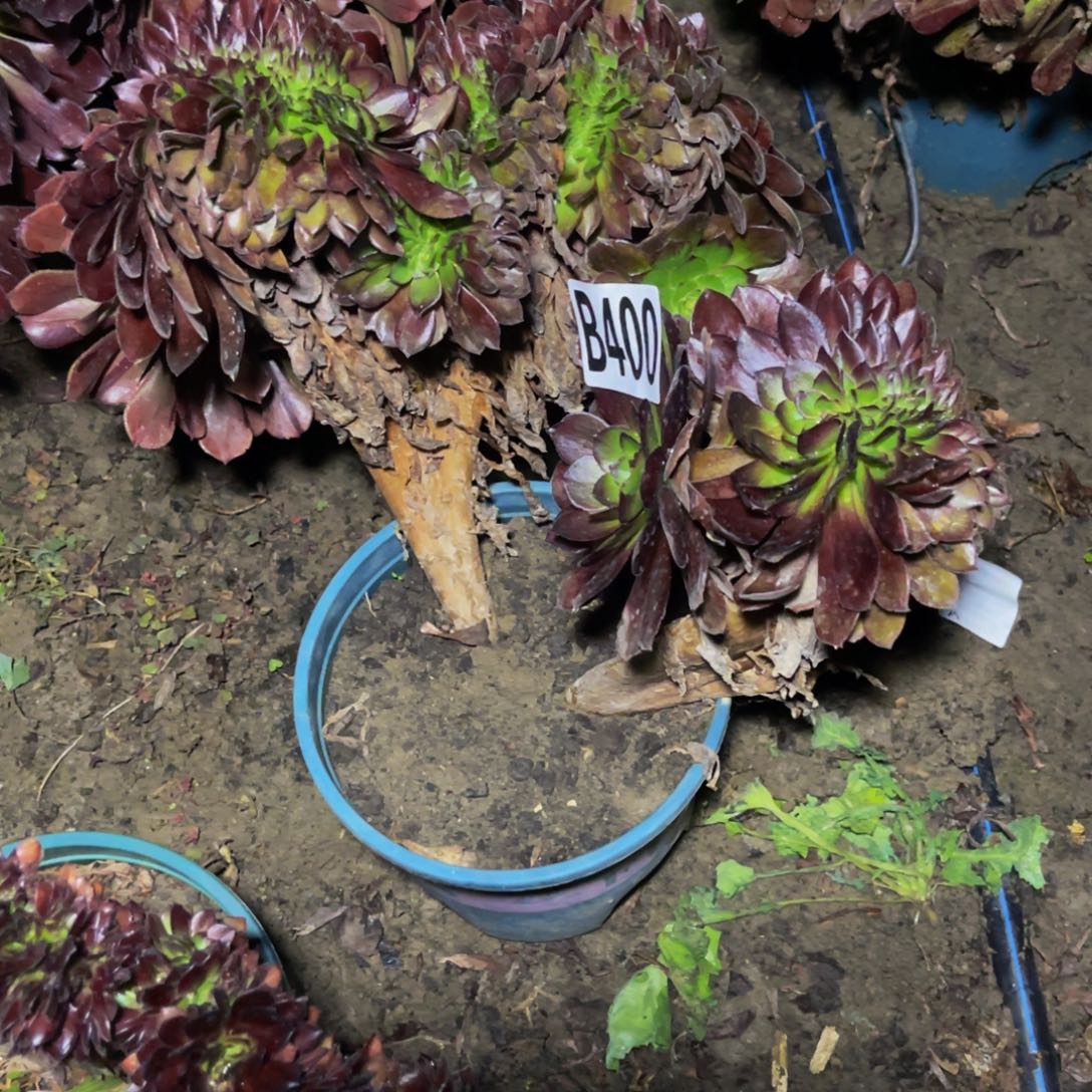 黑寡妇法师26/////46包邮