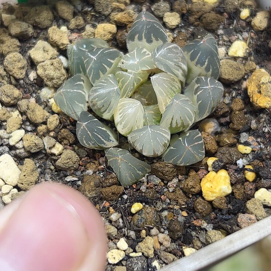 糊斑霓虹灯锦十二卷多肉