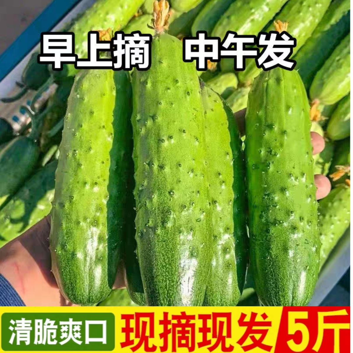 【现摘5斤】农家水果旱黄瓜，小黄瓜新鲜采摘