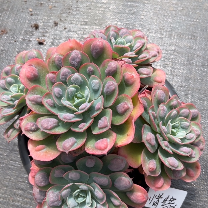 棠颂花卉一物一拍 雨滴 惜缘