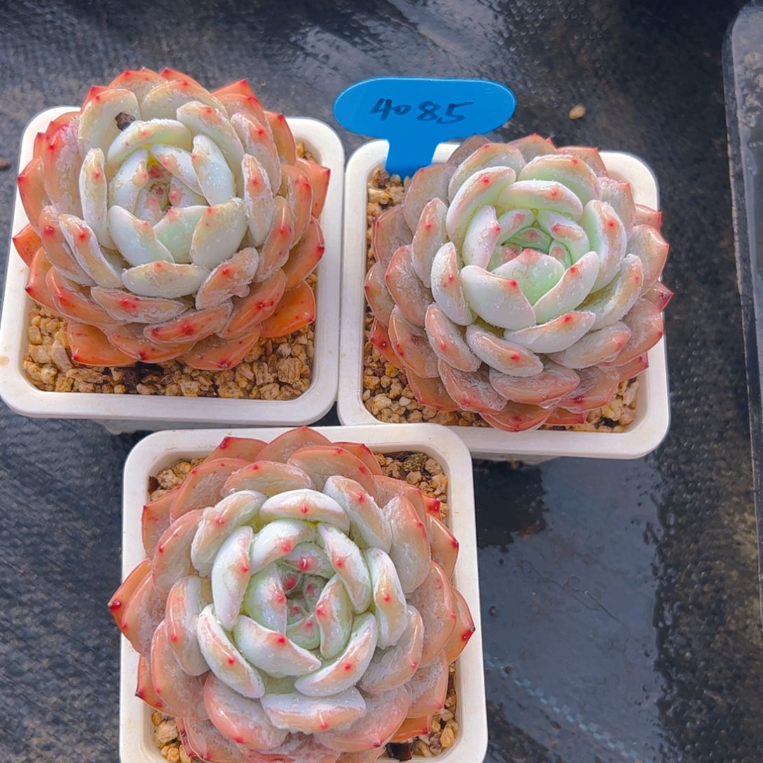 韩橙三颗4085号一物一拍