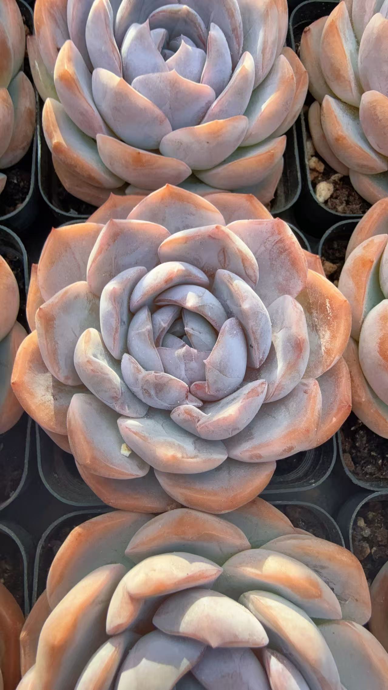 70#梦之蓝单头（4-6cm ）脱土