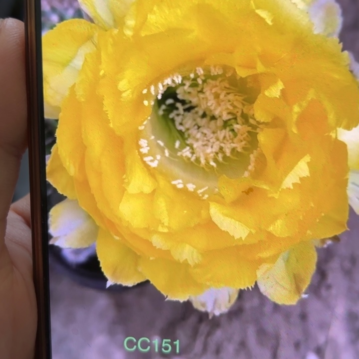 仙人球彩草歪cc151