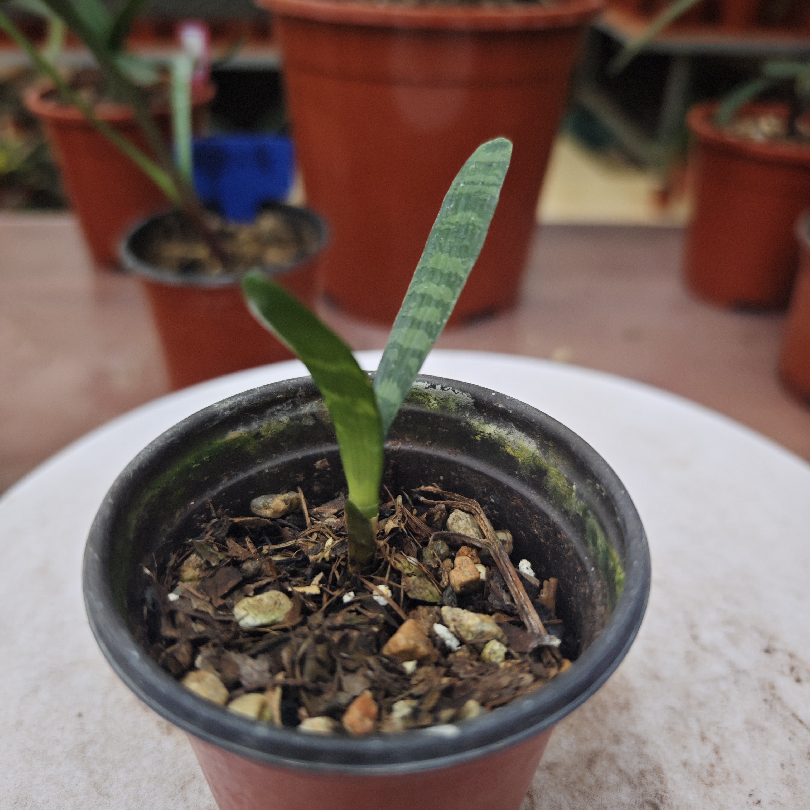 君子兰直播间一兰一拍，售出不退不换