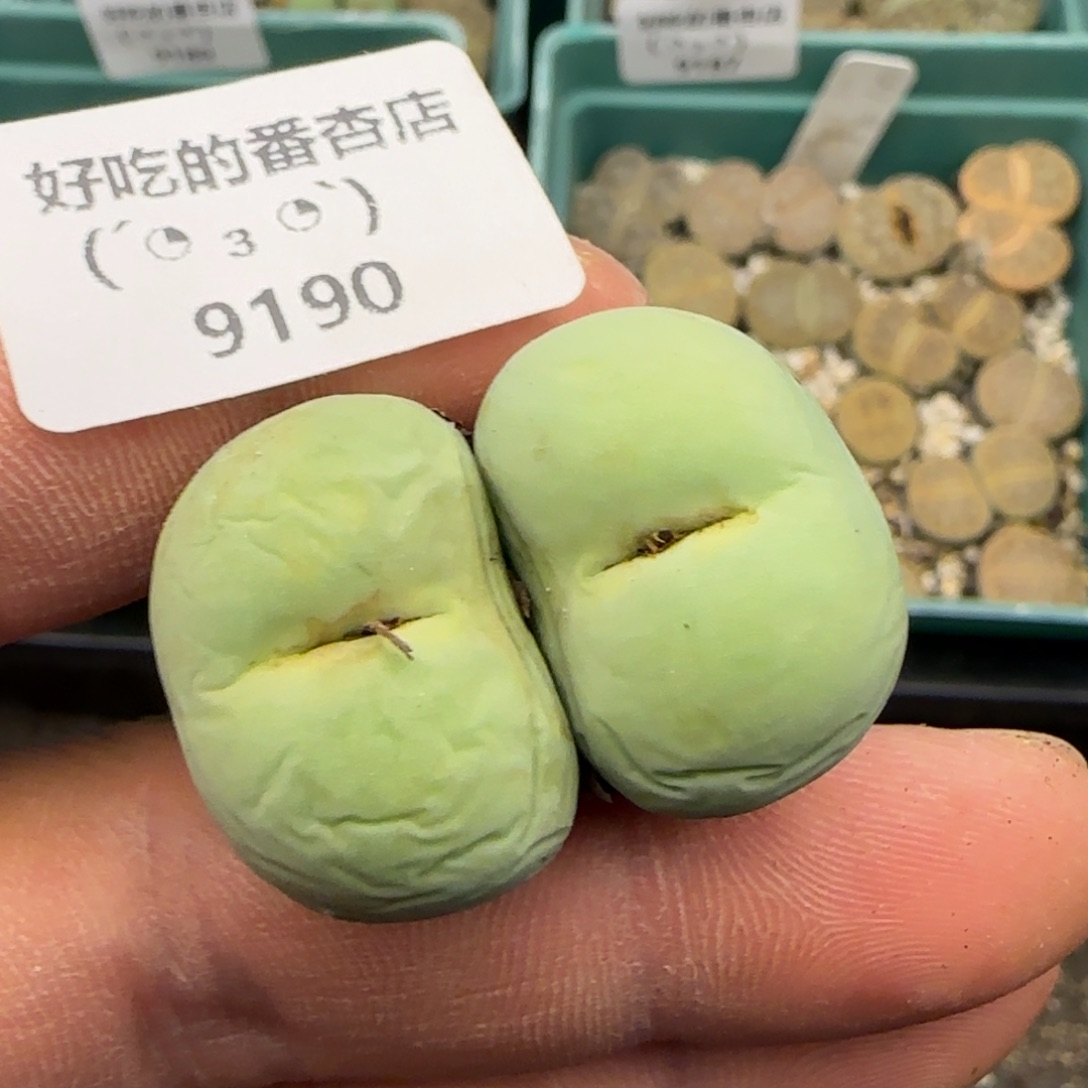 9190。双头鸽子蛋。。。。。。