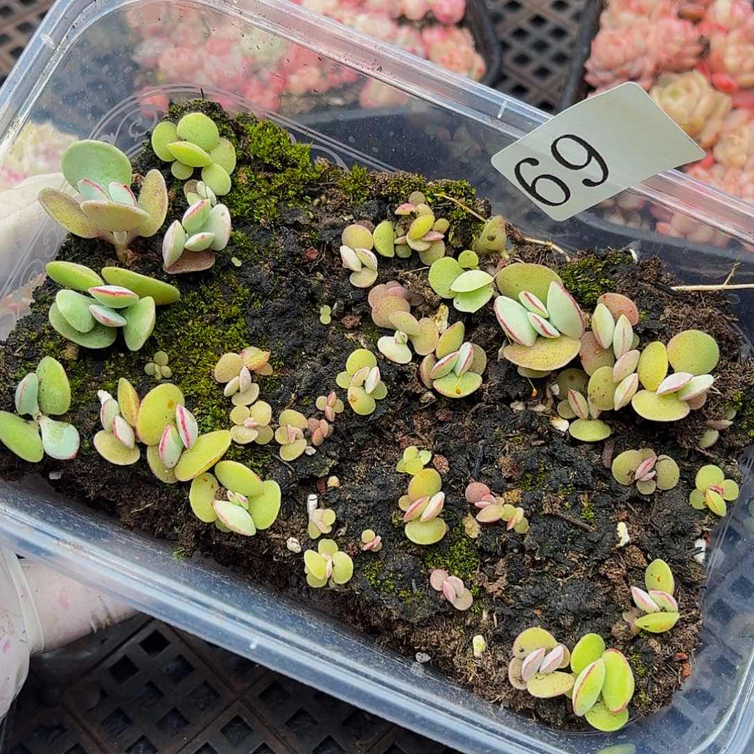 多肉植物多肉植物69