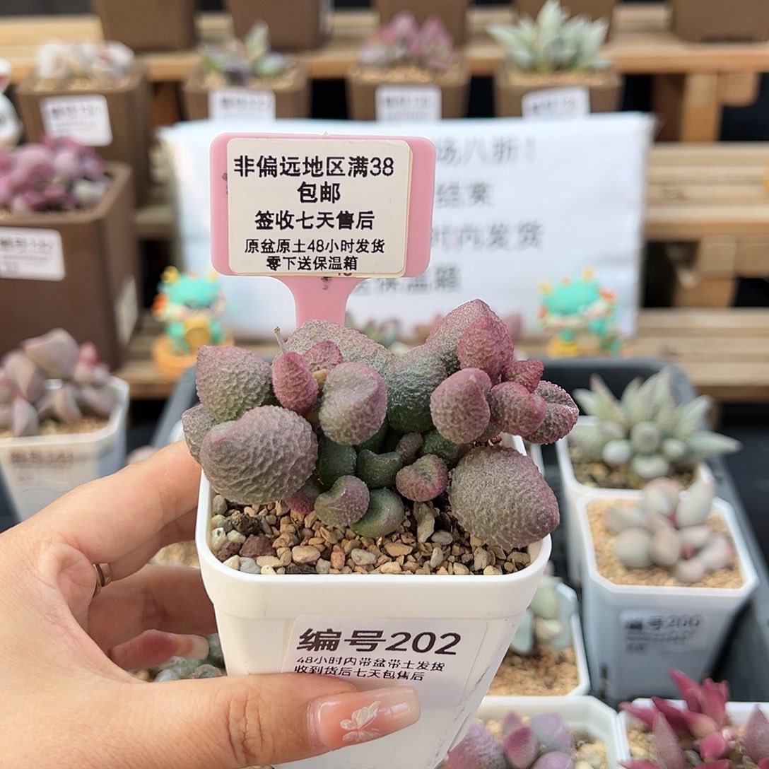 202水蜜桃多肉植物