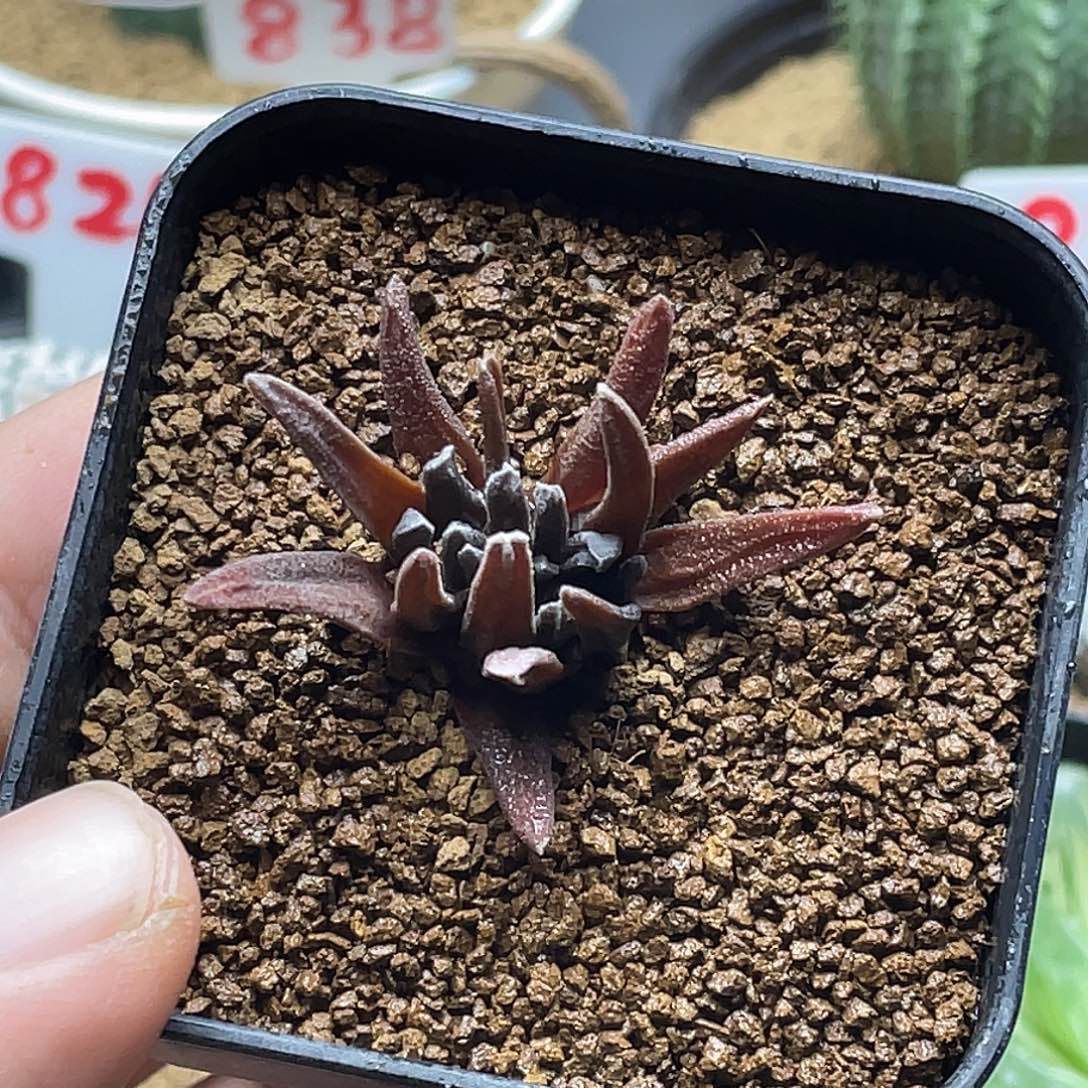 实生超黑体 丸叶索帝达缀化