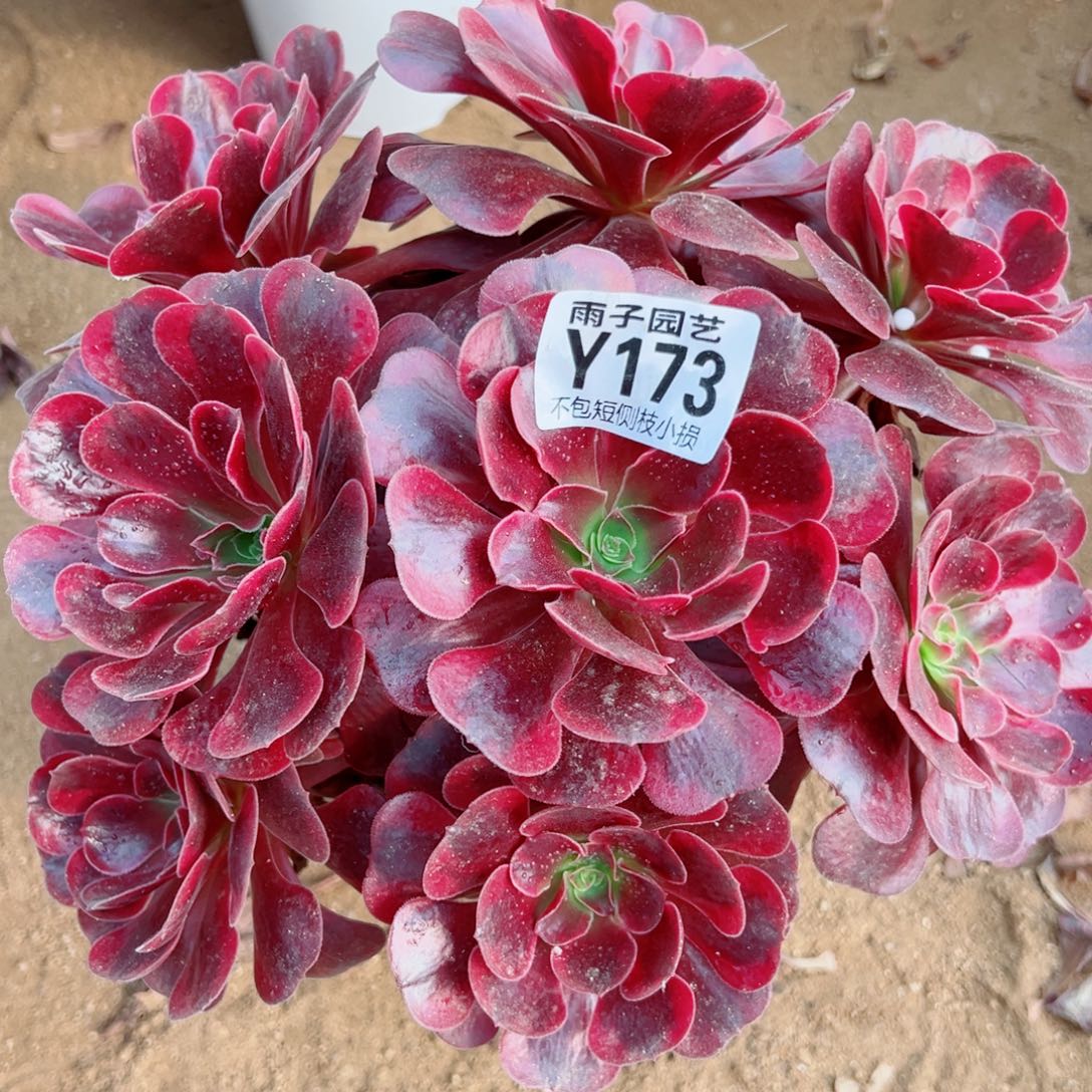 173爱神尺寸25左右