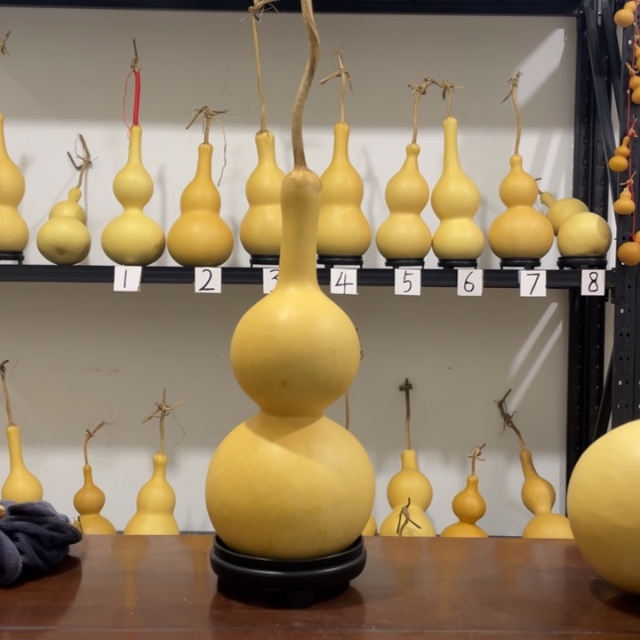 ****7长嘴46肚厚皮八宝