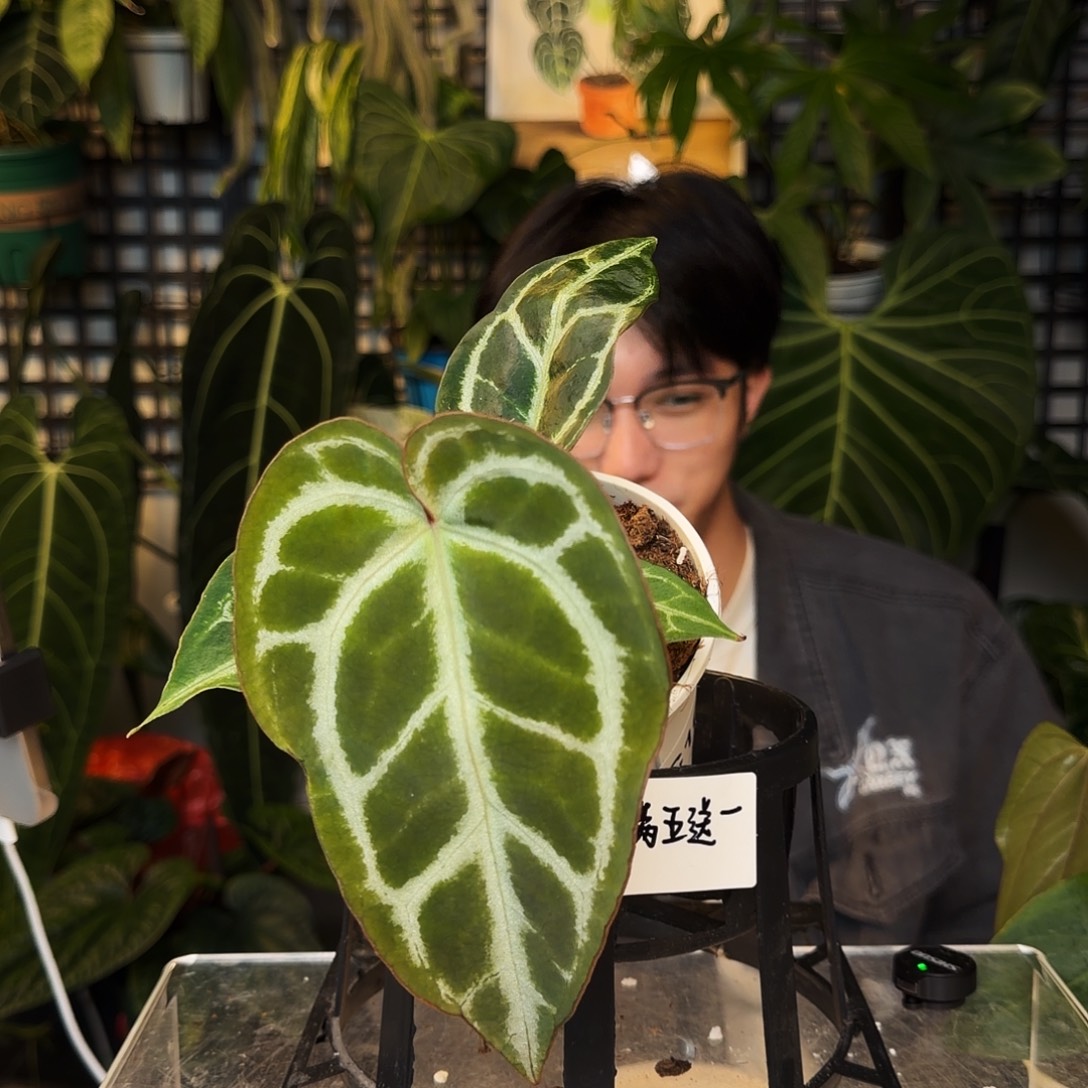 完全开放C101  黑撕裂纹杂刷子