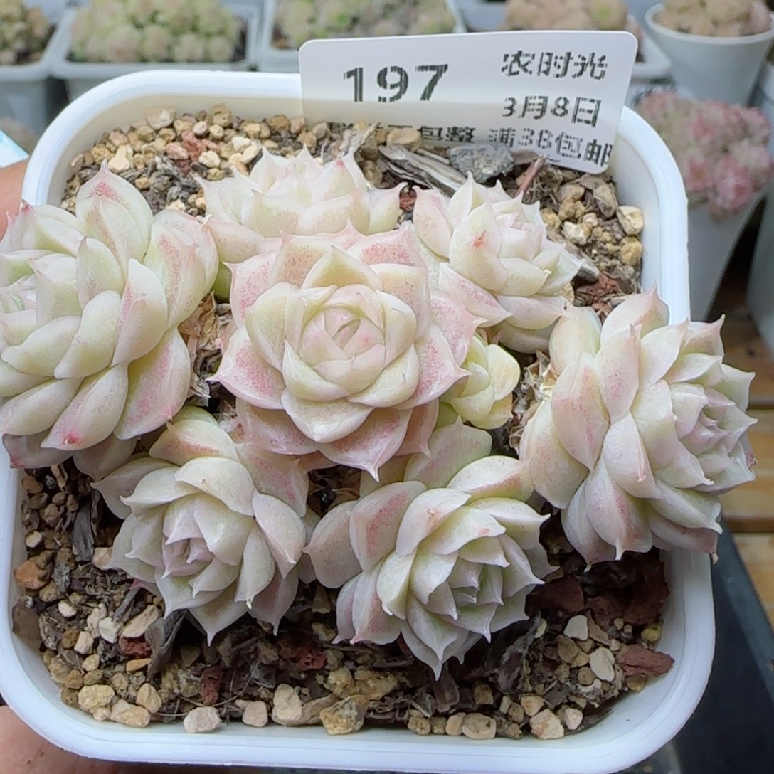 【闪购商品】0308-197花朵麦杆
