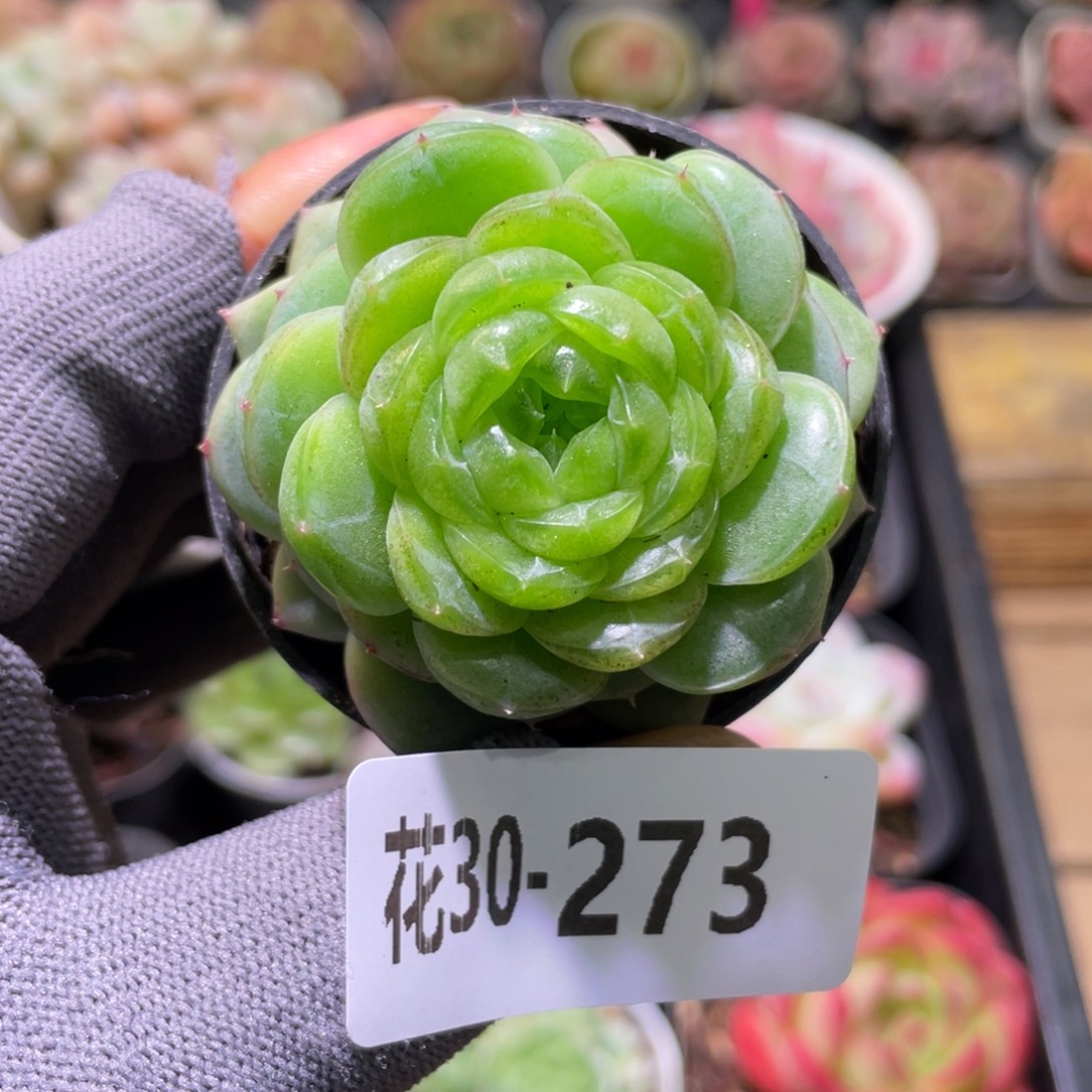 花利美30-273霜雪