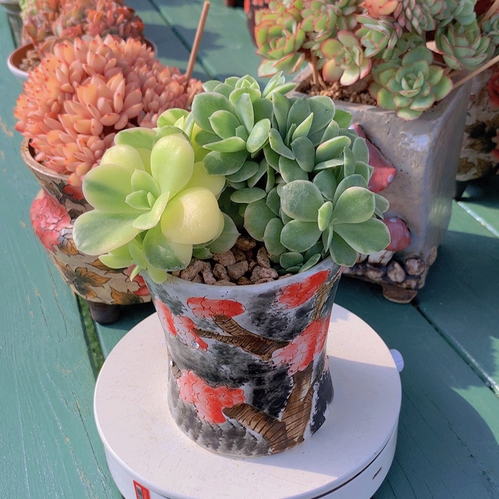 星那塔树缀锦自然无砍