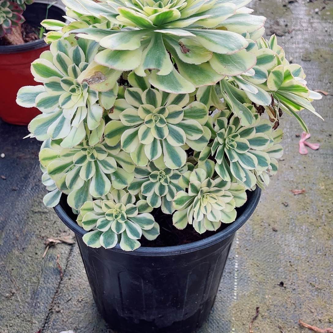 无花朵淡**生多肉植物白兰地957