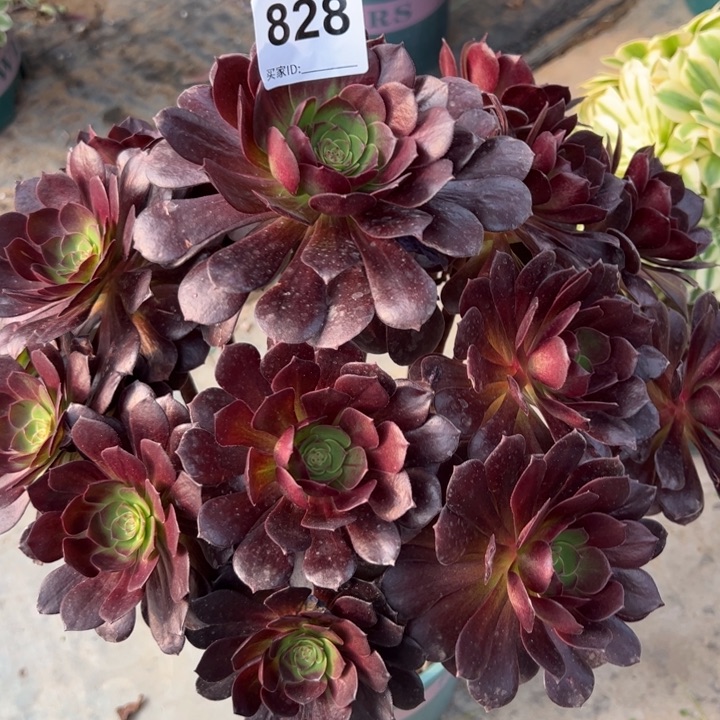 828赤焰莲30厘米左右有断枝