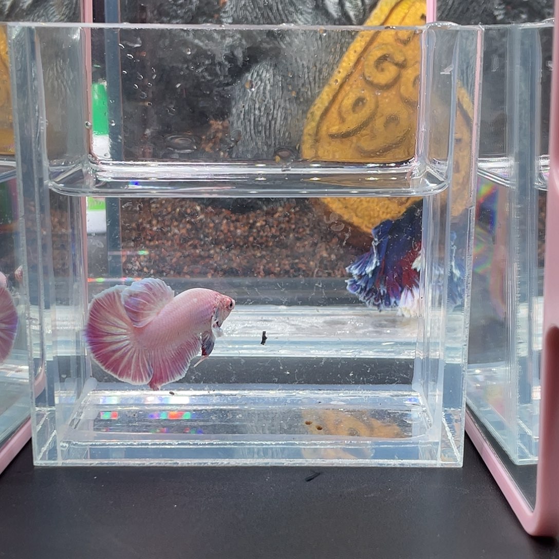 斗鱼32号1221早闪电