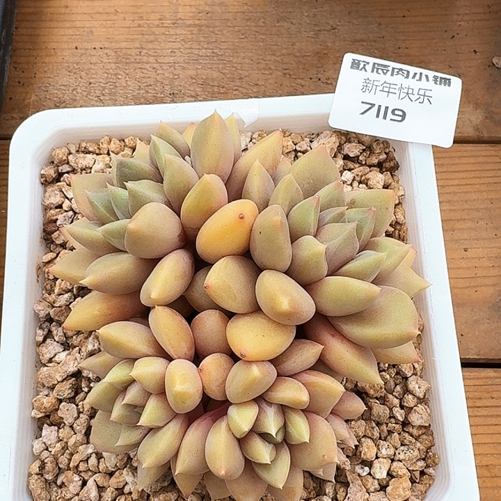 多肉植物红象牙7119