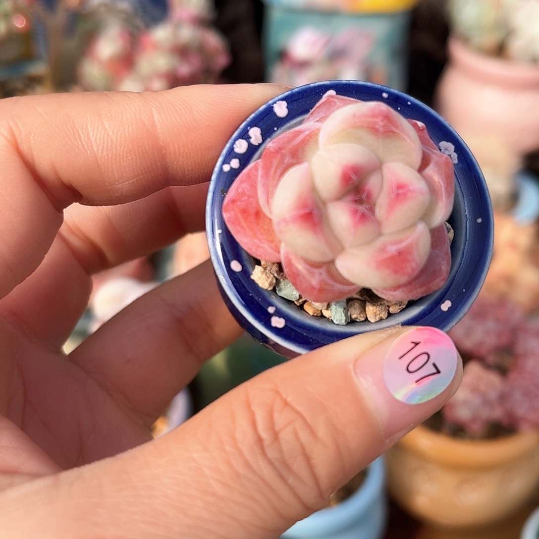 107 多肉含盆土30元包邮除偏远