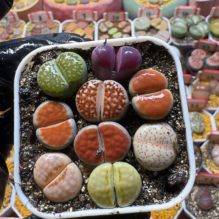 生石花2:：，紫薰。 10号