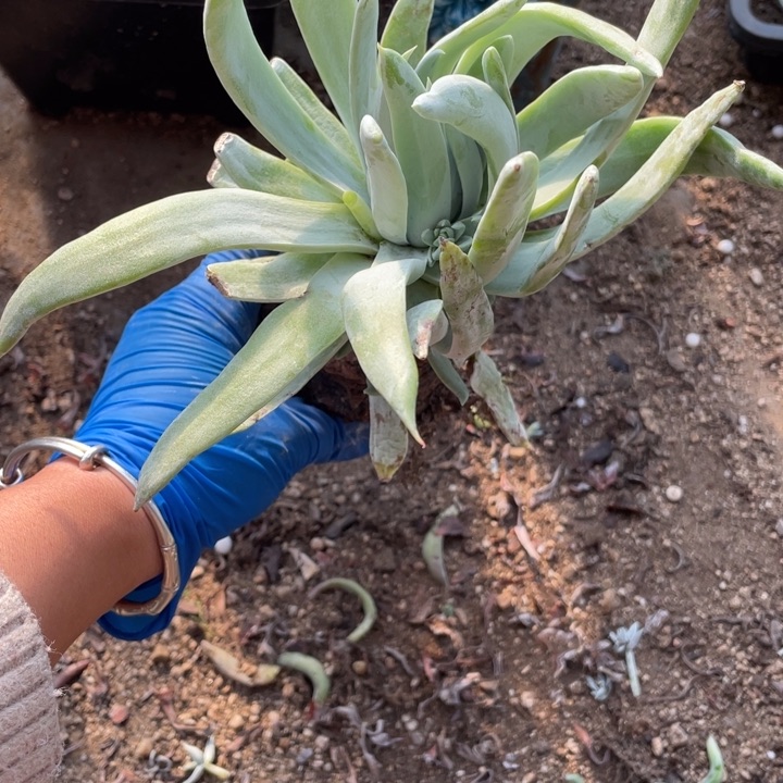 475号布瑞东尼多肉